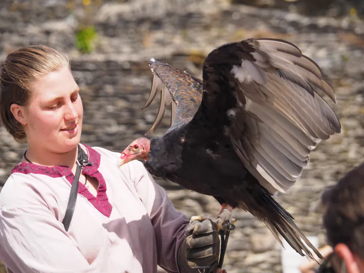 Roofvogelshow in Château de La Roche-en-Ardenne (België)